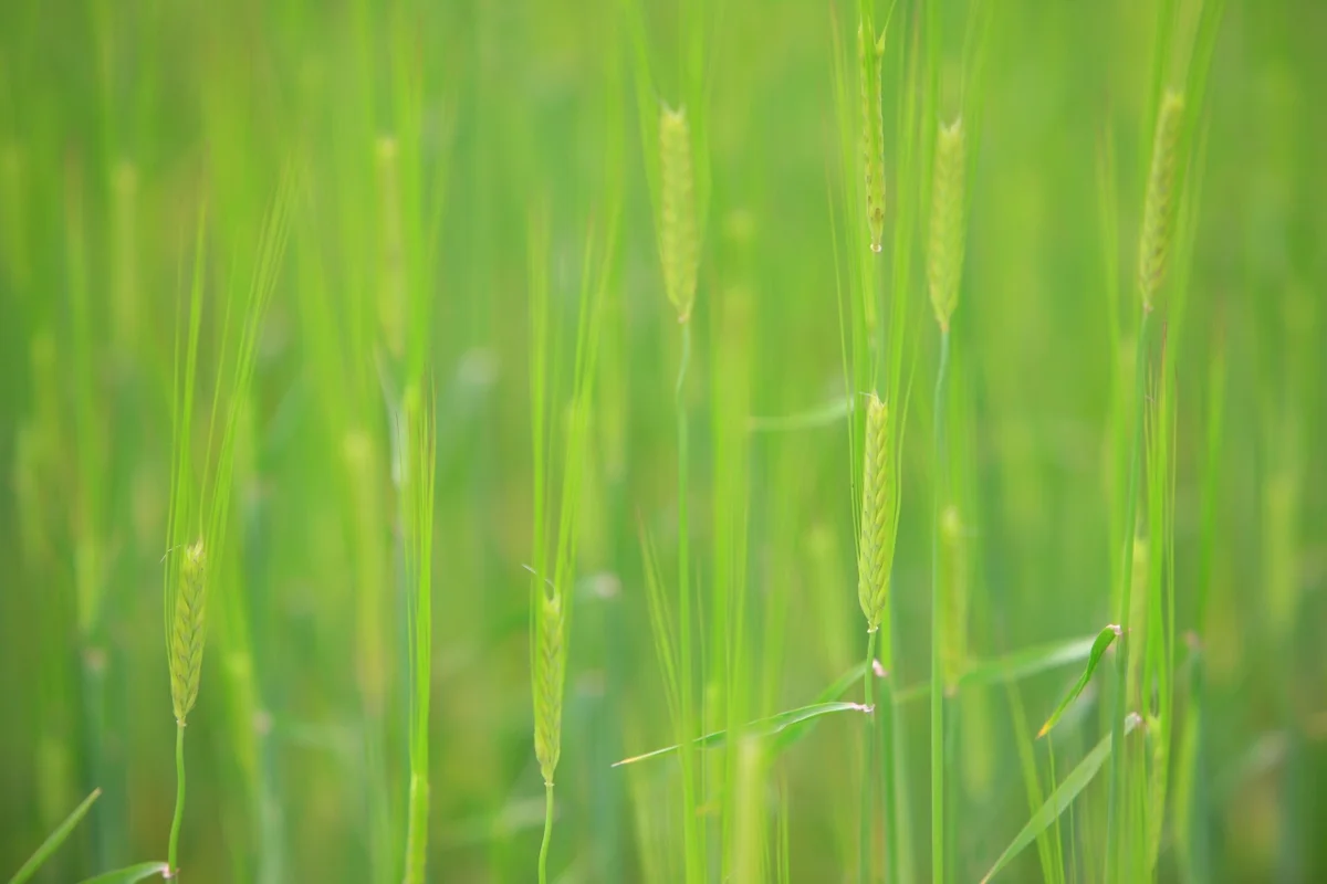드라마 [최참판댁] 촬영지 - 하동 여행