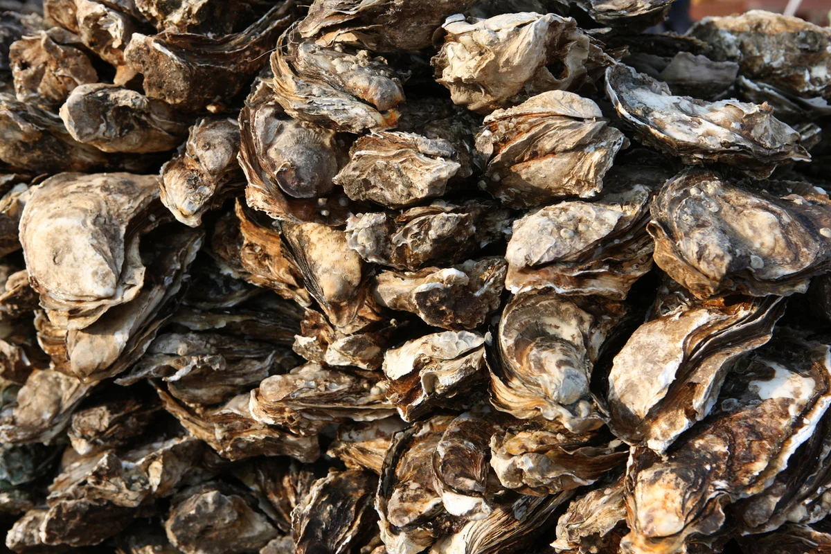 하동군 래프팅, 봄맞이 짜릿함! 섬진강 따라 즐기는 추천 5곳 2 섬진강 일원: 하동군 래프팅의 명소 - 하동 여행