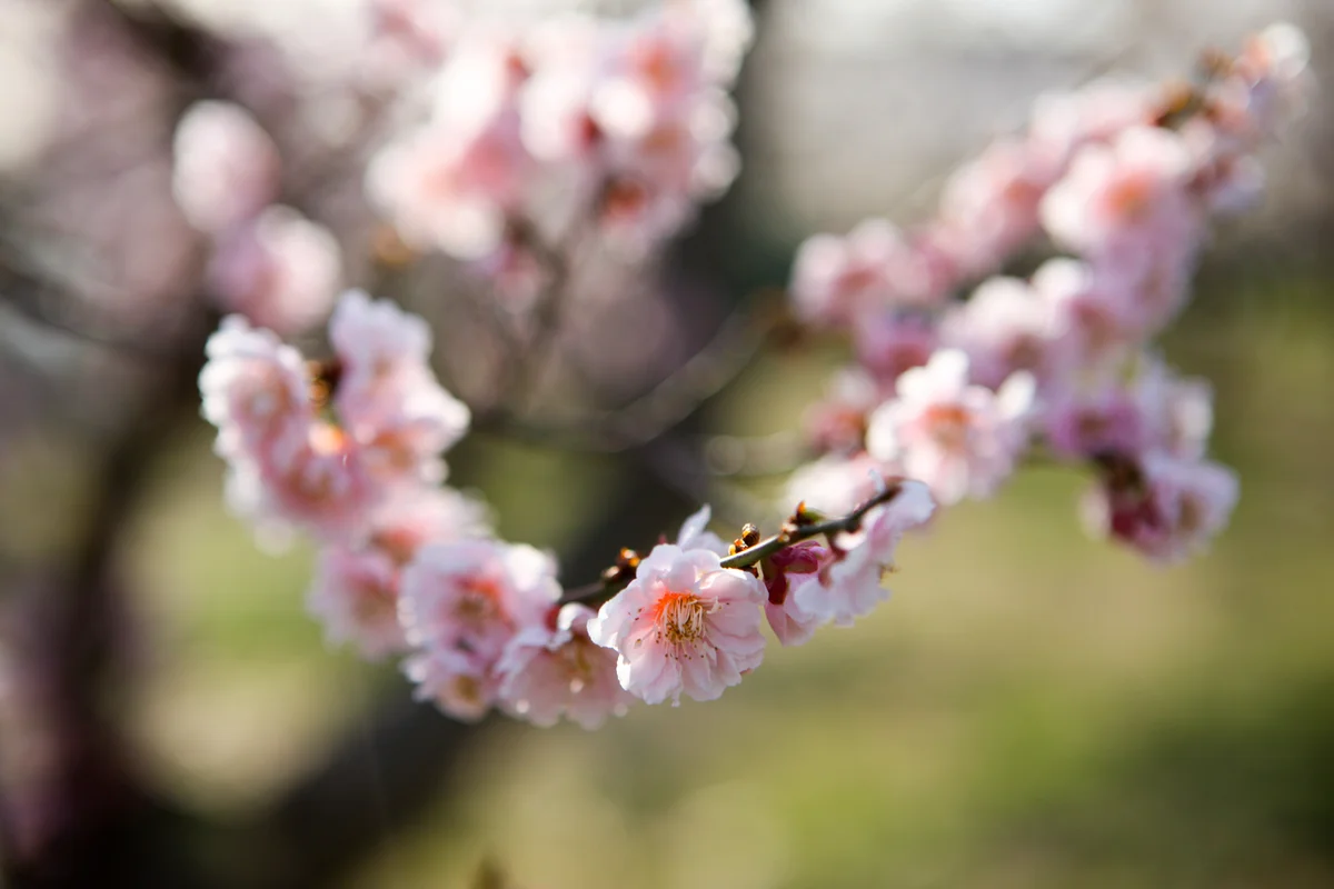 보해매실농원 - 해남여행 여행