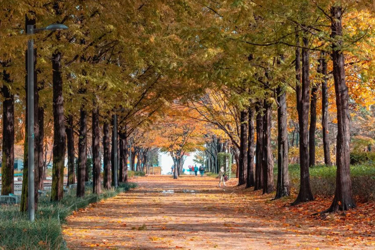 성동구 벚꽃 명소 BEST 5 — 2026년 봄 놓치지 마세요 2 송정제방길 - 성동구벚꽃 여행