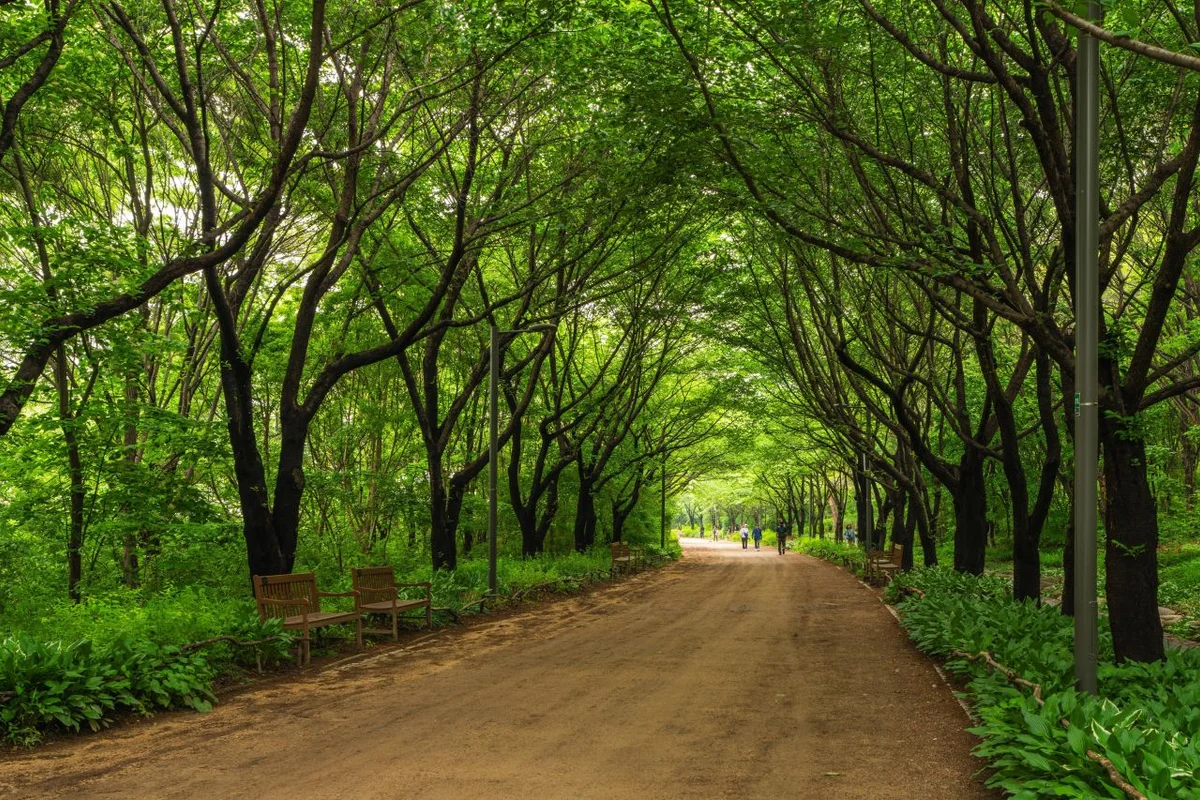 성동구 벚꽃 (출처 : 한국관광공사)